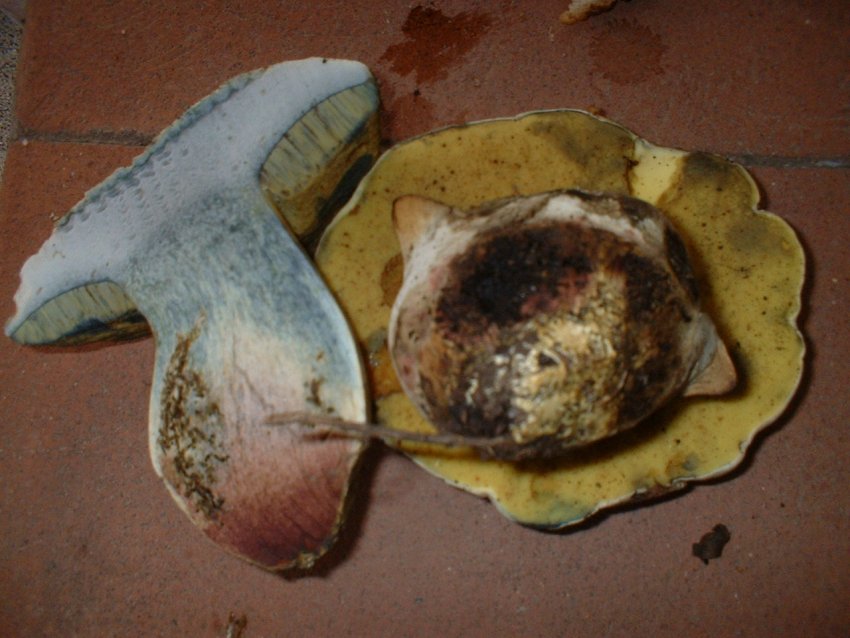 boletus radicans